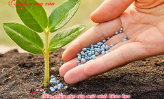 Cách tôi chăm sóc để vườn cây của tôi luôn xanh tốt