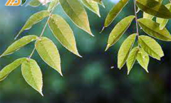 Những Bài Thuốc Tốt Từ Cây Mật Nhân