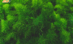 Hãy Trồng Nhiều Cây Xanh Để Có Cuộc Sống Tuyệt Vời 